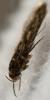 Hofmannophila pseudospretella